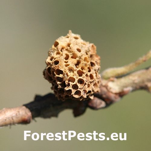 Hrčiarka Andricus quercusradicis