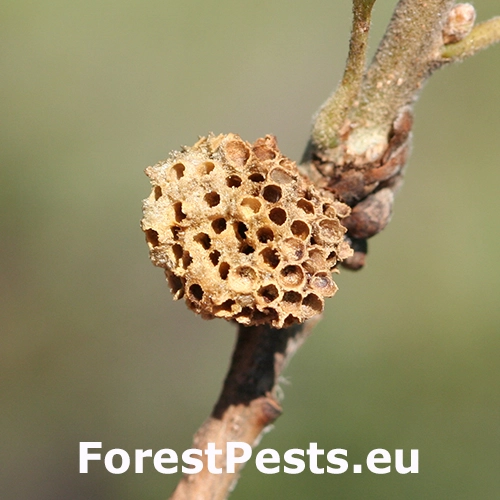 Hrčiarka Andricus quercusradicis