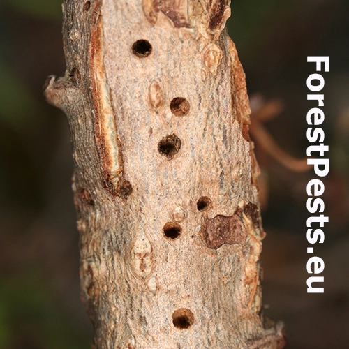 Hrčiarka Andricus quercusradicis