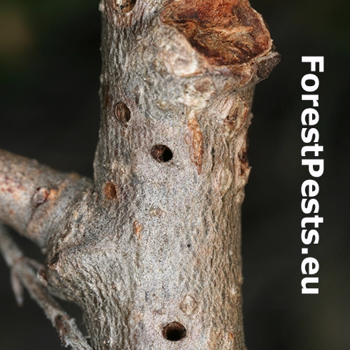 Hrčiarka Andricus quercusradicis