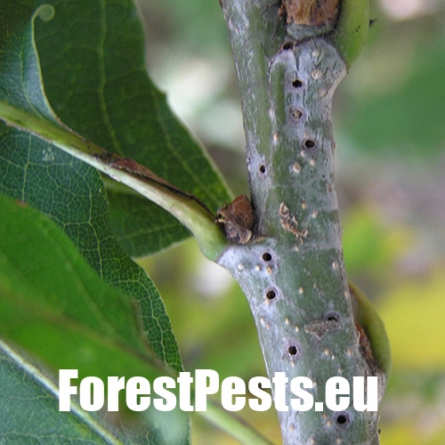 Hrčiarka Andricus quercusradicis