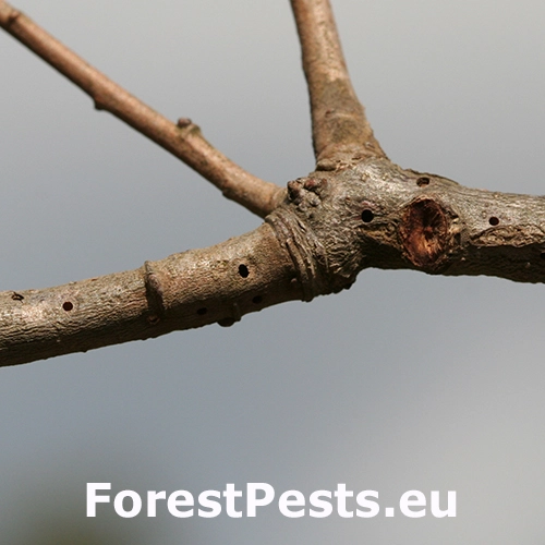 Hrčiarka Andricus quercusradicis