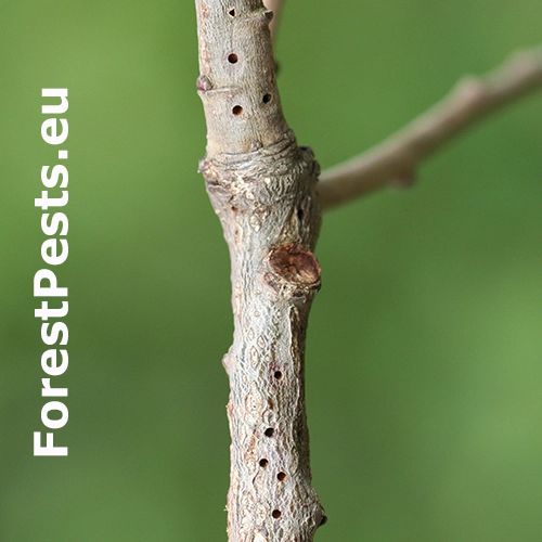 Hrčiarka Andricus quercusradicis