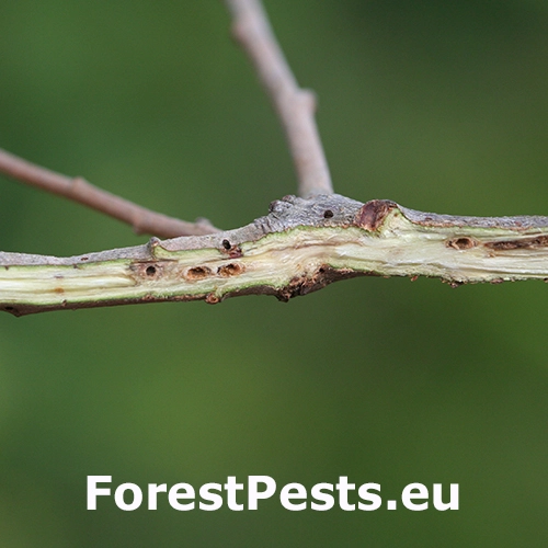 Hrčiarka Andricus quercusradicis