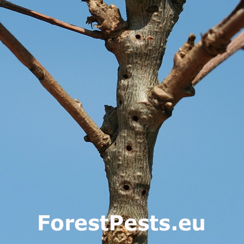 Hrčiarka Andricus quercusradicis