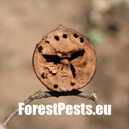 Hrčiarka Andricus quercustozae