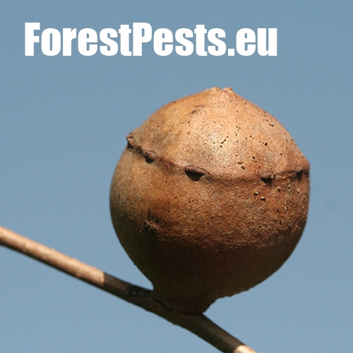 Hrčiarka Andricus quercustozae