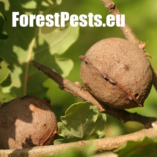 Hrčiarka Andricus quercustozae