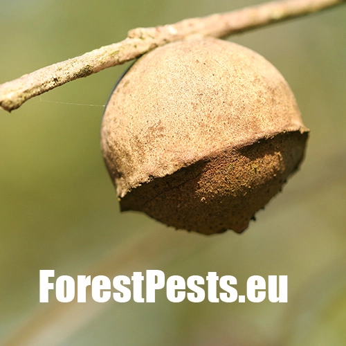 Hrčiarka Andricus quercustozae