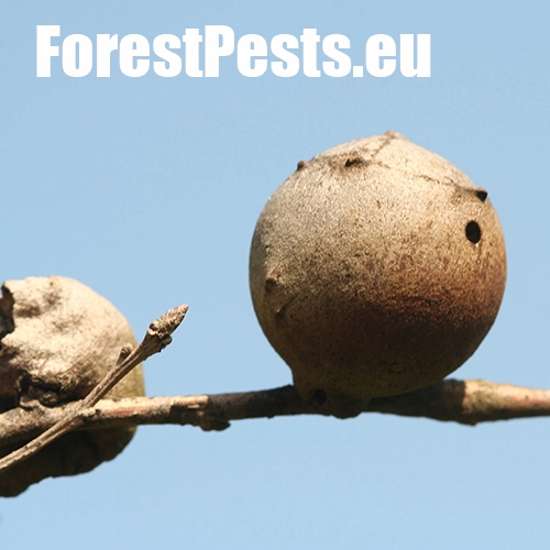 Hrčiarka Andricus quercustozae