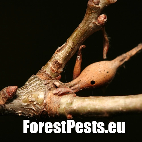 Hrčiarka Andricus solitarius