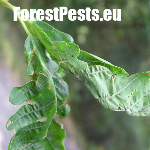 Hrčiarka Andricus testaceipes