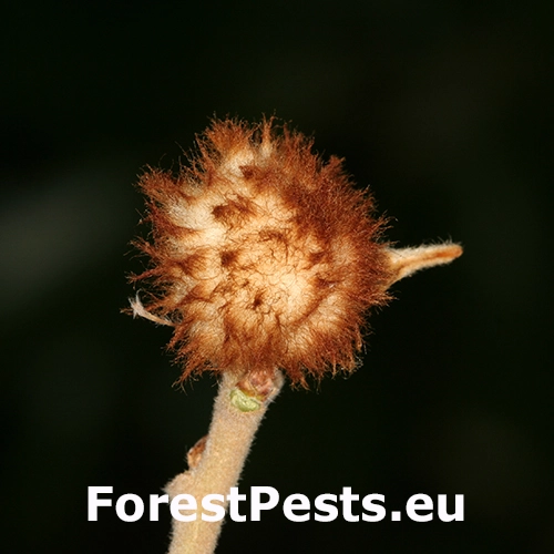 Hrčiarka Andricus theophrasteus