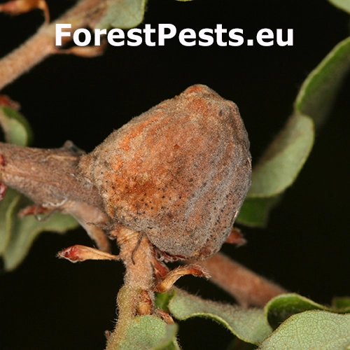 Hrčiarka Andricus tomentosus