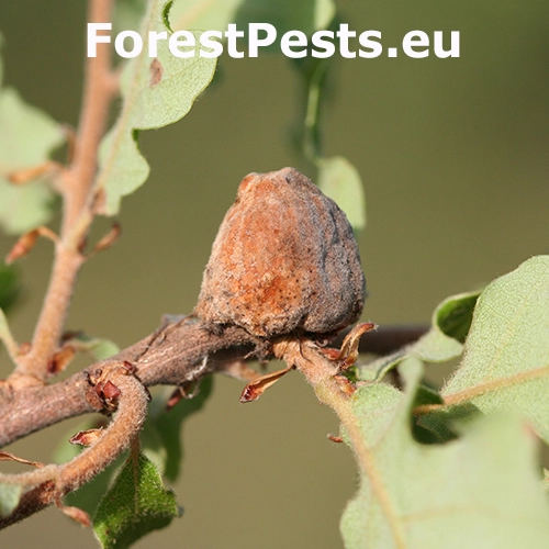 Hrčiarka Andricus tomentosus