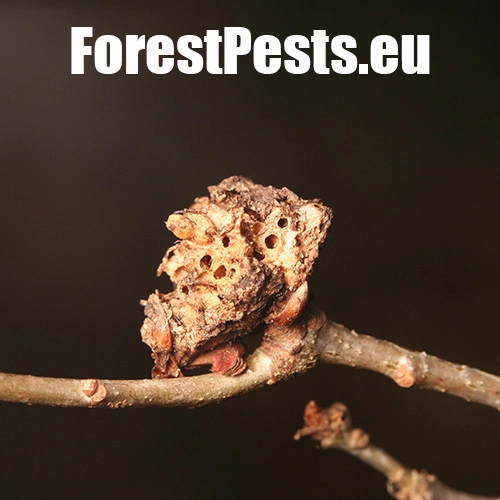 Hrčiarka bezkr&iacute;dla