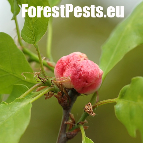 Hrčiarka bezkr&iacute;dla