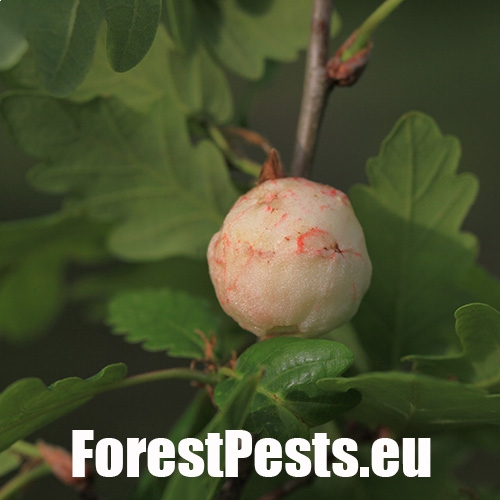 Špongiovitý útvar na vetvičke v ktorom žije viacero lariev. Foto : M.Zúbrik