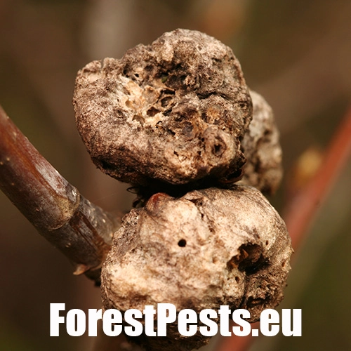 Hrčiarka bezkr&iacute;dla