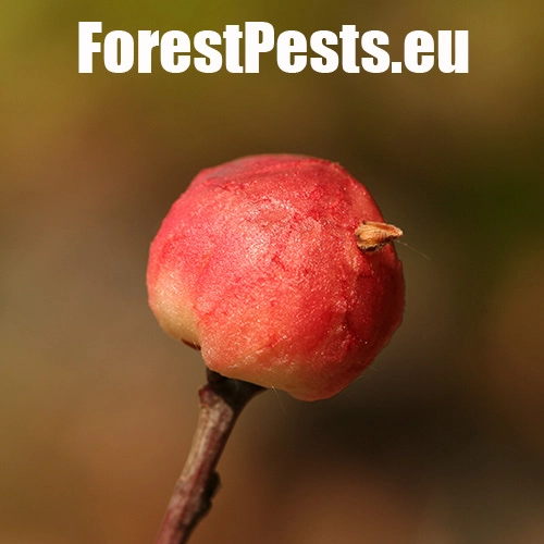 Hrčiarka bezkr&iacute;dla