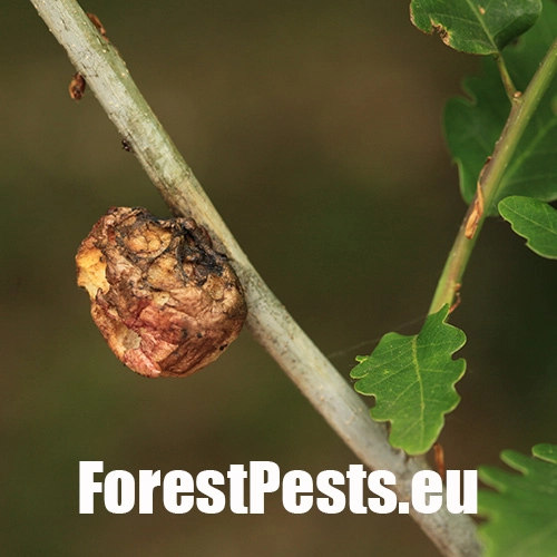 Hrčiarka bezkr&iacute;dla