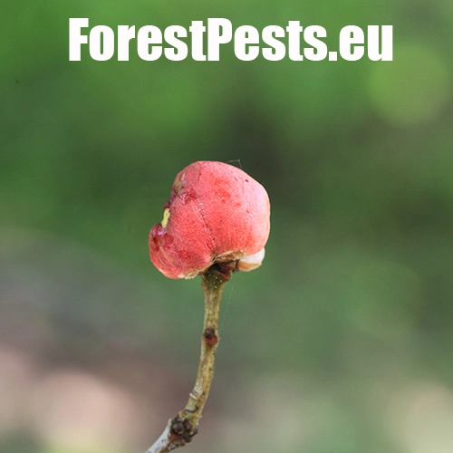 Hrčiarka bezkr&iacute;dla