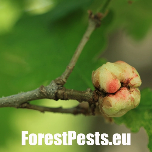 Hrčiarka bezkr&iacute;dla