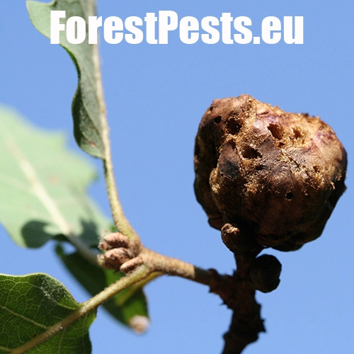 Hrčiarka bezkr&iacute;dla