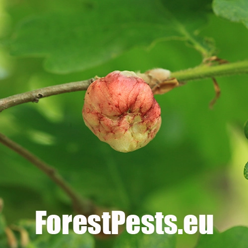 Hrčiarka bezkr&iacute;dla