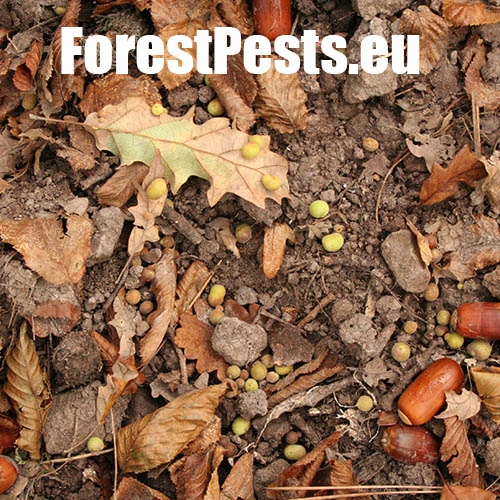 Hrčiarka Chilaspis nitida