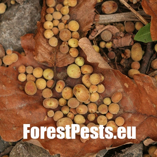 Hrčiarka Chilaspis nitida