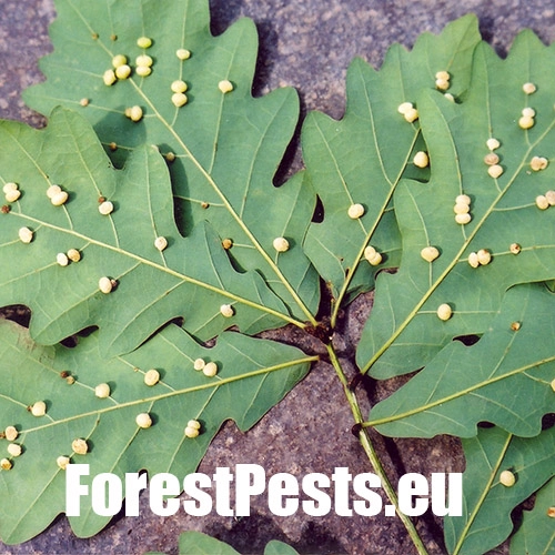 Hrčiarka Cynips divisa