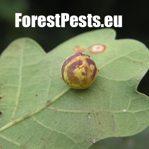 Hrčiarka Cynips longiventris