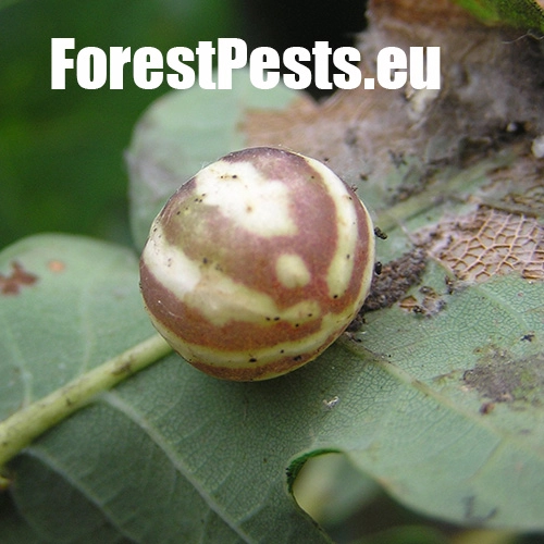 Hrčiarka Cynips longiventris