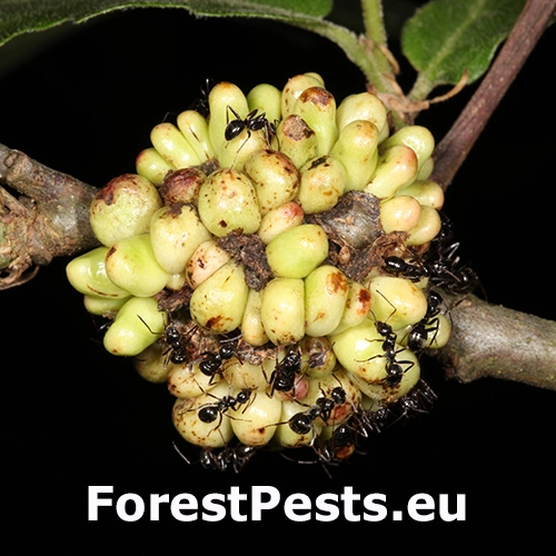 Hrčiarka Dryocosmus cerriphilus