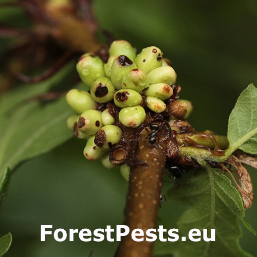 Hrčiarka Dryocosmus cerriphilus