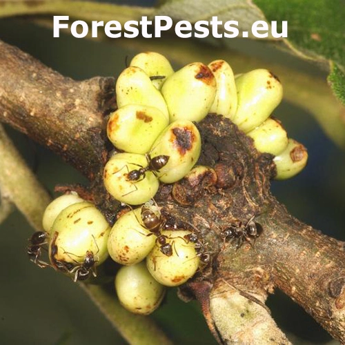 Hrčiarka Dryocosmus cerriphilus