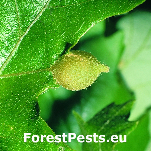 Hrčiarka Dryocosmus cerriphilus