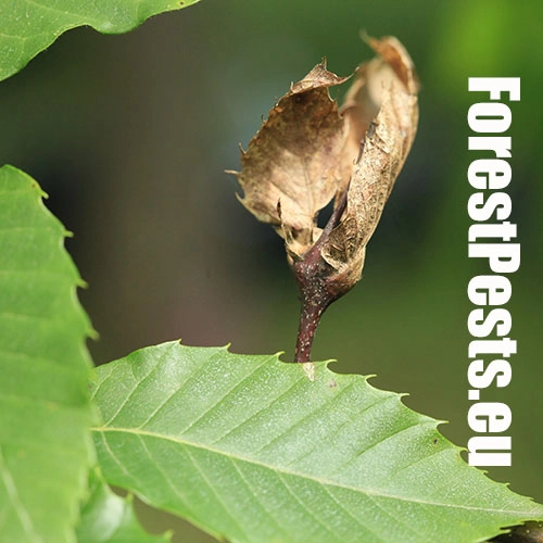 Hrčiarka Dryocosmus kuriphilus