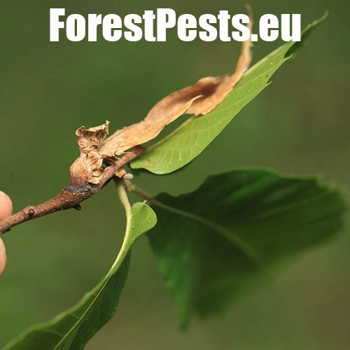 Hrčiarka Dryocosmus kuriphilus