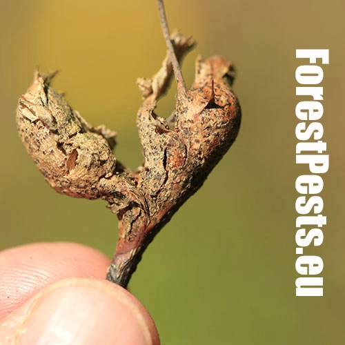 Hrčiarka Dryocosmus kuriphilus