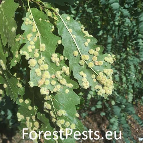 Hrčiarka Dryomyia circinans