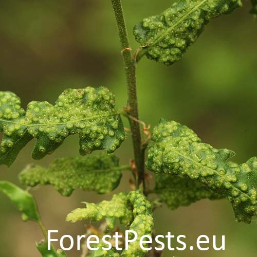 Hrčiarka Dryomyia circinans