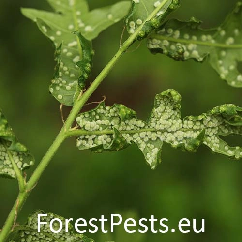 Hrčiarka Dryomyia circinans