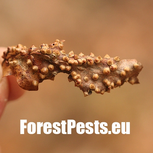 Hrčiarka Dryomyia circinans