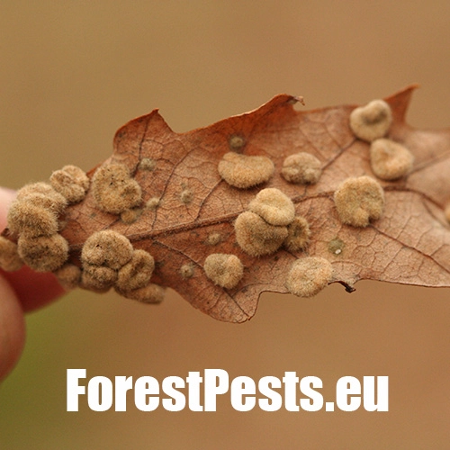 Hrčiarka Dryomyia circinans