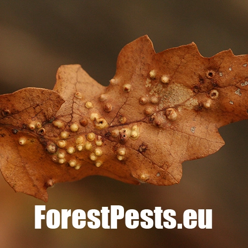 Hrčiarka Dryomyia circinans