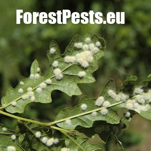 Hrčiarka Dryomyia circinans