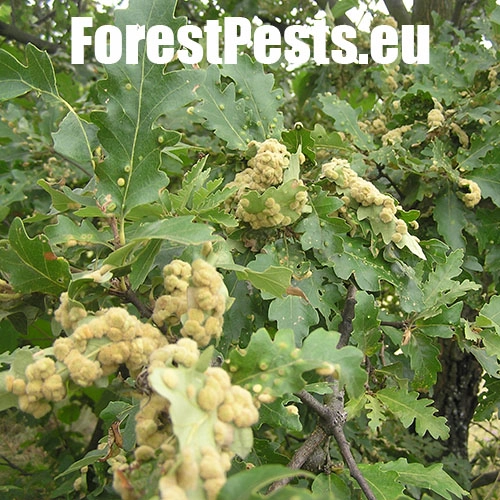 Hrčiarka Dryomyia circinans