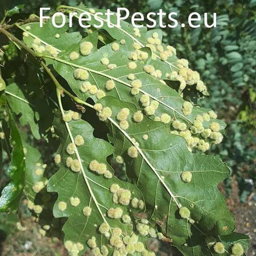 Hrčiarka Dryomyia circinans